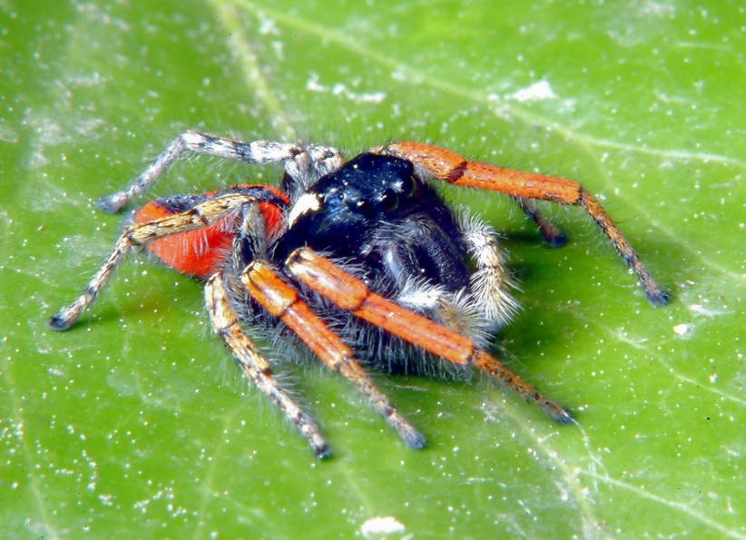 Macrofotografia, che passione!